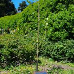 Photo of planted tree & brass plaque
